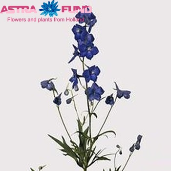 Delphinium Belladonna Grp enkelbloemig 'Atlantis' photo