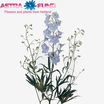 Delphinium Belladonna Grp enkelbloemig 'Ballkleid' photo