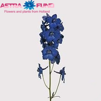 Delphinium Belladonna Grp enkelbloemig 'Blue Shadow' photo
