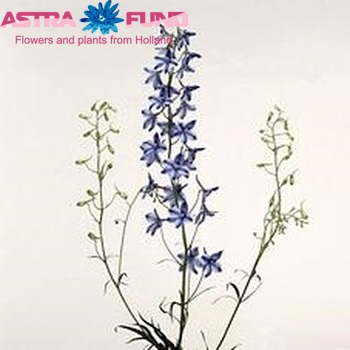 Delphinium Belladonna Grp enkelbloemig 'Delft Blue' foto
