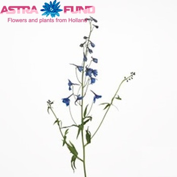 Delphinium Belladonna Grp enkelbloemig Donna foto