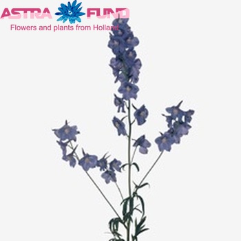 Delphinium Belladonna Grp enkelbloemig 'Neds Dievera' foto