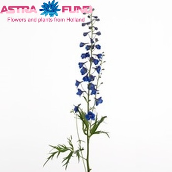 Delphinium Belladonna Grp enkelbloemig 'Nr 33' foto