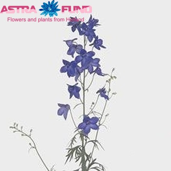 Delphinium Belladonna Grp enkelbloemig 'Plagu Blue' foto