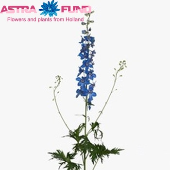 Delphinium Belladonna Grp enkelbloemig 'Sea Waltz' foto