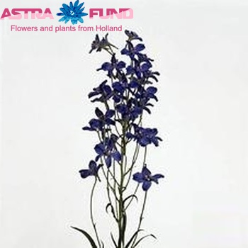 Delphinium Belladonna Grp enkelbloemig 'Starmaker' foto