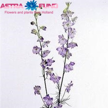 Delphinium consolida 'Frosted Skies' foto