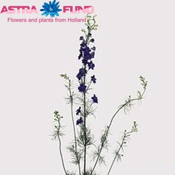 Delphinium consolida Giant Imperial Blue Spire fotografie