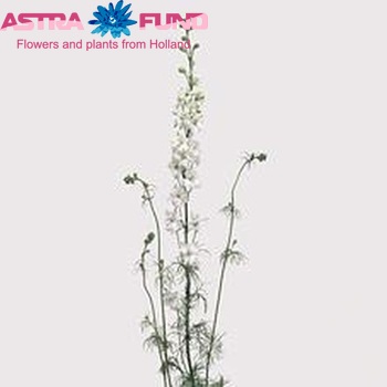 Delphinium consolida Giant Imperial White Spire fotografie