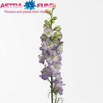 Delphinium consolida 'Sydney Blue Picotee' fotografie