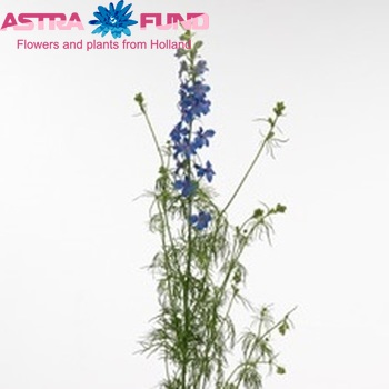 Delphinium consolida 'Stiletta Indigo Blue' fotografie