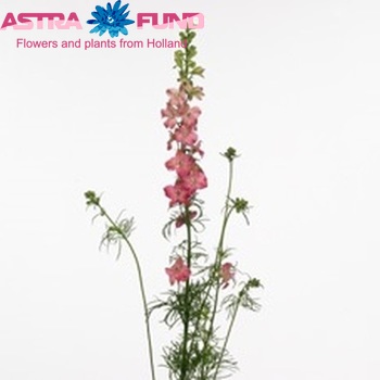 Delphinium consolida 'Stiletta Rosy-Red' fotografie