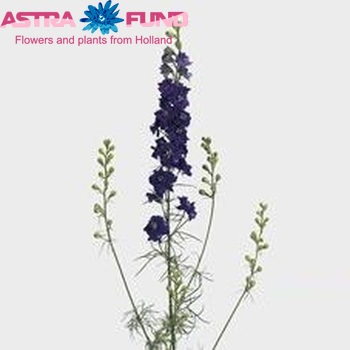 Delphinium consolida 'Sydney Purple' fotografie