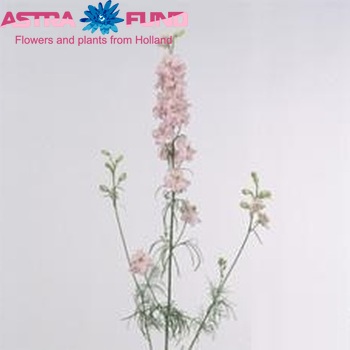 Delphinium consolida 'Sydney Rose' fotografie