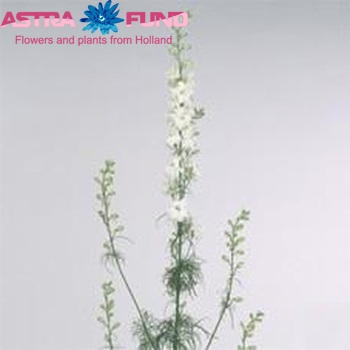 Delphinium consolida 'Sydney White' fotografie