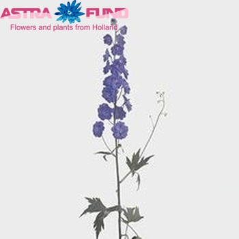 Delphinium dubbelbloemig 'Blue Beat' fotografie