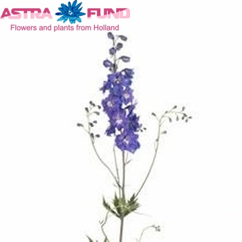 Delphinium dubbelbloemig 'Blue Triumphator' fotografie