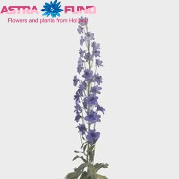 Delphinium dubbelbloemig Centurion Gentian Blue fotografie