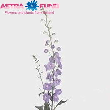 Delphinium dubbelbloemig 'Lilac Concerto' fotografie