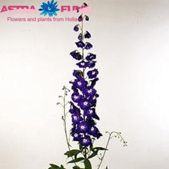 Delphinium Elatum Grp dubbelbloemig 'Alie Duyvensteyn' fotografie