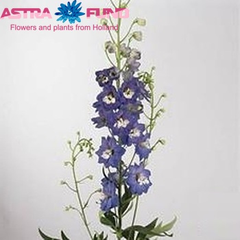Delphinium Elatum Grp dubbelbloemig 'Aurora Blue' fotografie