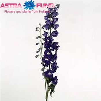 Delphinium Elatum Grp dubbelbloemig 'Aurora Deep Purple' fotografie