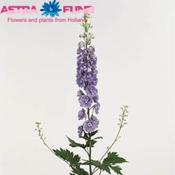 Delphinium Elatum Grp dubbelbloemig 'Aurora Lavender' fotografie