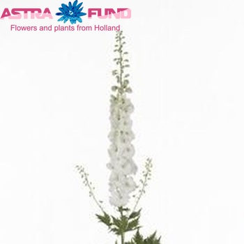 Delphinium Elatum Grp dubbelbloemig 'Aurora White' foto