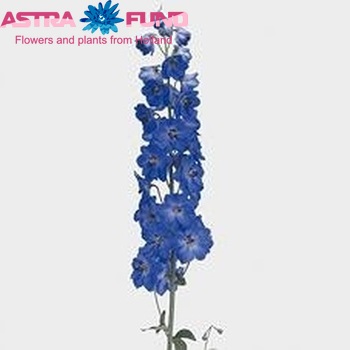 Delphinium Elatum Grp dubbelbloemig 'Blue Heaven' foto