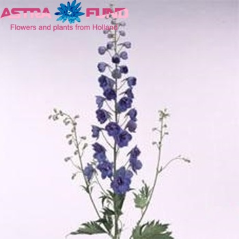 Delphinium Elatum Grp dubbelbloemig 'Blue Max Arrow' foto