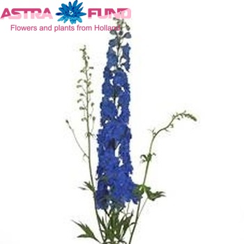 Delphinium Elatum Grp dubbelbloemig Blue River foto