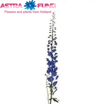 Delphinium Elatum Grp dubbelbloemig 'Candle Blue Shades' foto