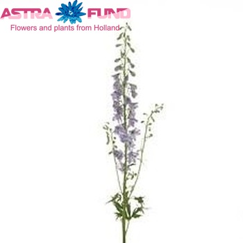 Delphinium Elatum Grp dubbelbloemig 'Candle Lavender Shades' foto