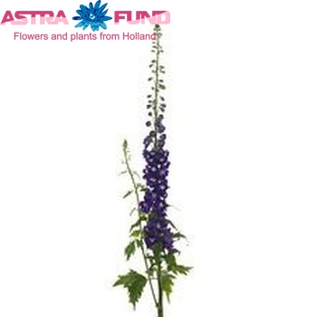 Delphinium Elatum Grp dubbelbloemig 'Candle Violet Shades' foto