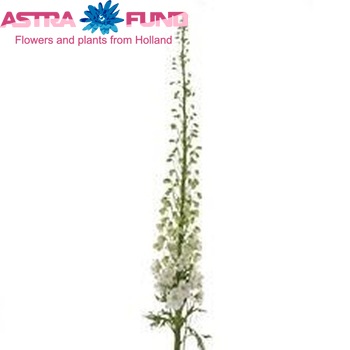 Delphinium Elatum Grp dubbelbloemig 'Candle White Shades' fotografie
