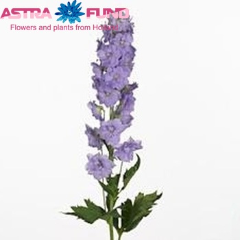 Delphinium Elatum Grp dubbelbloemig 'Centurion Lavender' fotografie