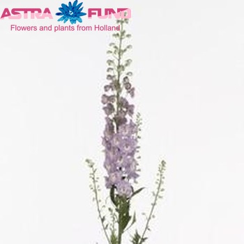 Delphinium Elatum Grp dubbelbloemig 'Centurion Rose' fotografie