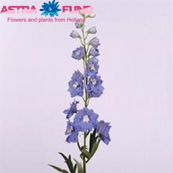 Delphinium Elatum Grp dubbelbloemig 'Centurion Skyblue' fotografie