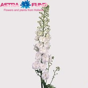 Delphinium Elatum Grp dubbelbloemig 'Centurion White' fotografie