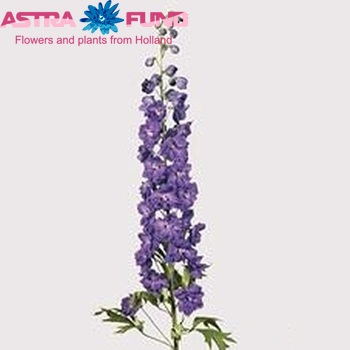 Delphinium Elatum Grp dubbelbloemig 'Christel' fotografie