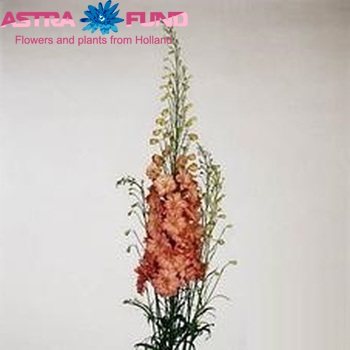 Delphinium Elatum Grp dubbelbloemig 'Coral Sunset' fotografie