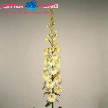 Delphinium Elatum Grp dubbelbloemig 'Creme Arrow' fotografie