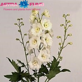 Delphinium Elatum Grp dubbelbloemig Delphi's Diamant fotografie