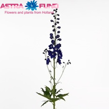 Delphinium Elatum Grp dubbelbloemig 'Delphi's Emerald' fotografie
