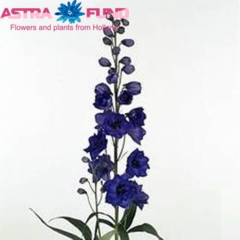 Delphinium Elatum Grp dubbelbloemig 'Delphi's Hollands Glorie' fotografie