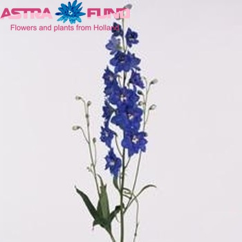 Delphinium Elatum Grp dubbelbloemig 'Delphi's Independence' fotografie