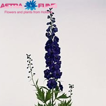 Delphinium Elatum Grp dubbelbloemig 'Delphi's Jewel' fotografie
