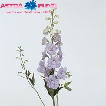 Delphinium Elatum Grp dubbelbloemig 'Delphi's Misty' fotografie
