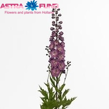 Delphinium Elatum Grp dubbelbloemig 'Delphi's Pink Power' fotografie