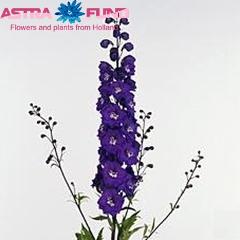 Delphinium Elatum Grp dubbelbloemig Delphi's Power fotografie